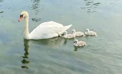 Mother Swan Killed and Eaten During Memorial Day Weekend; 3 Teens Arrested