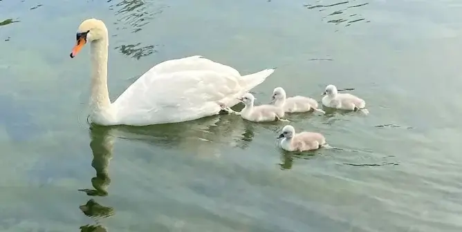 mother swan swimming with four of her babies in a Syracuse pond. the mother swan was later killed and eaten
