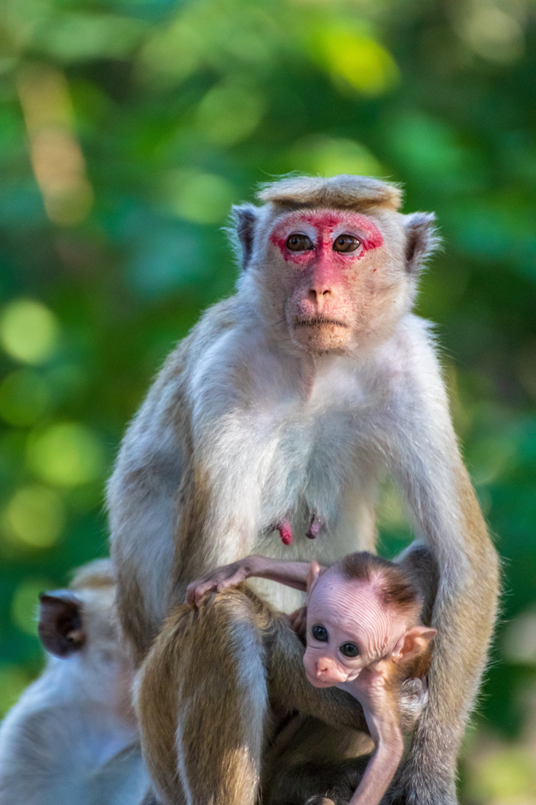 female and baby toque macaque