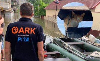 Nearly 100 Animals Already Rescued During Ukraine Flood: Will You Help Save Even More?