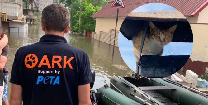 Nearly 100 Animals Already Rescued During Ukraine Flood: Will You Help Save Even More?