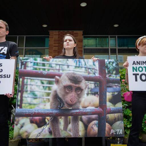 PETA supporter holds large poster showing a monkey exploited in the production of coconut milk in Thailand