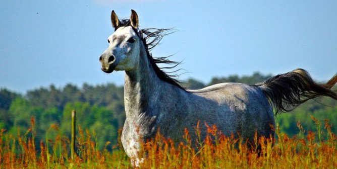 5 Million Suit Filed Over New York Government Horse Racing Scam