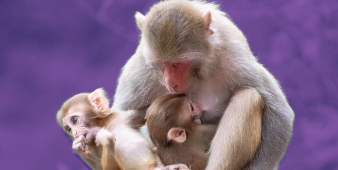 This Short Video Is Bringing the Monkey-Abduction Pipeline Crashing Down