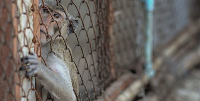 The Feds Are Stalling—1,000 Endangered Monkeys Need Your Help!