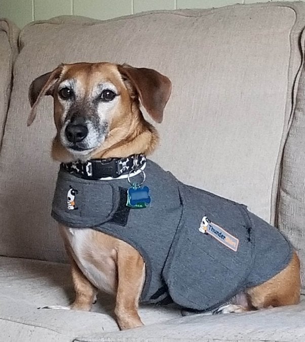 Max the dog in a thundershirt