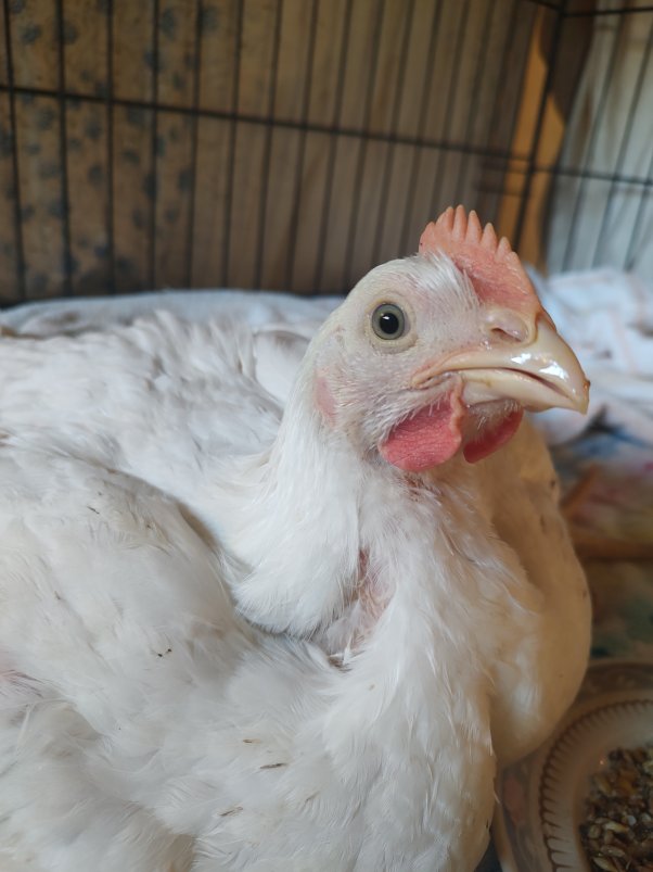 White hen with a bowl of water