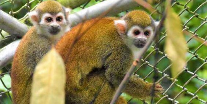 two monkeys safe after rescue from Colombia lab
