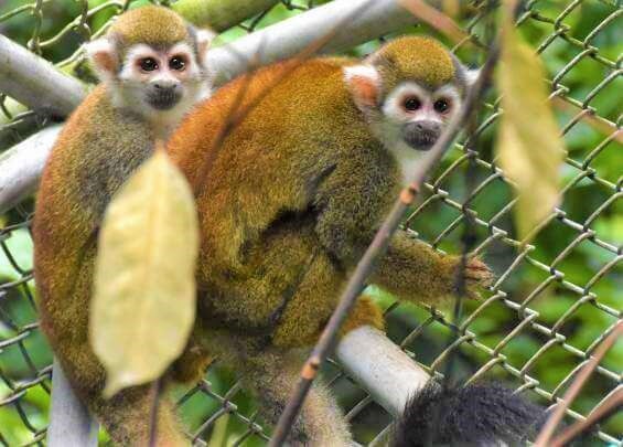 two monkeys safe after rescue from Colombia lab