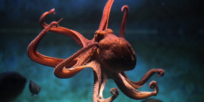 Common octopus (Octopus vulgaris).