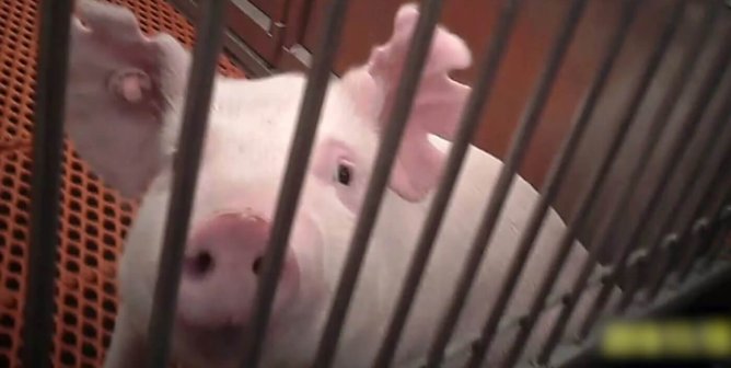 Pig looking at viewer from a barren cage. There are multiple notches in their ears.