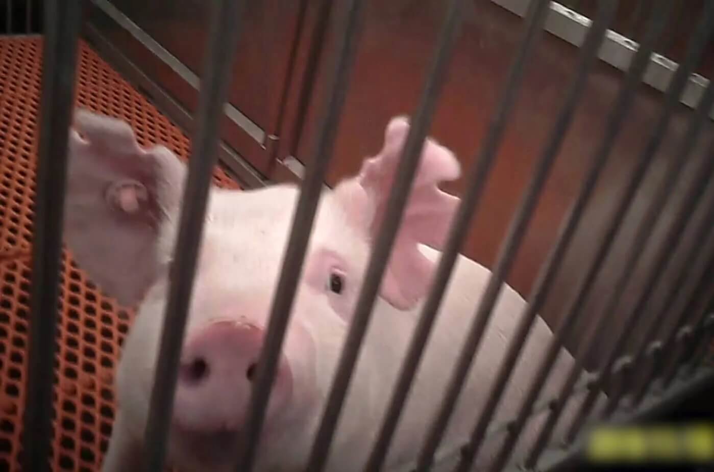 Pig looking at viewer from a barren cage. There are multiple notches in their ears.