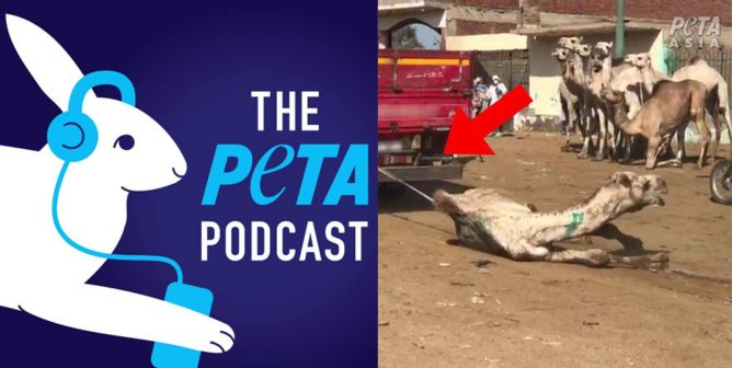 Go Behind the Scenes at PETA With Our New Podcast