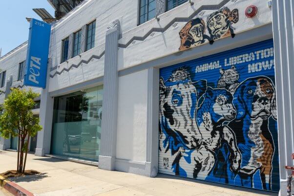 Animal Liberation Now Praxis art at PETA's office