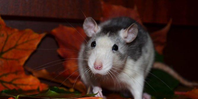 Black and white rat standing on orange leaves