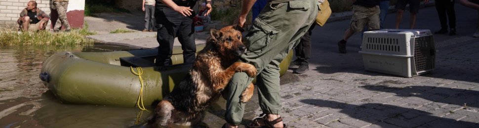 ARK rescuing dog in flooding in Ukraine