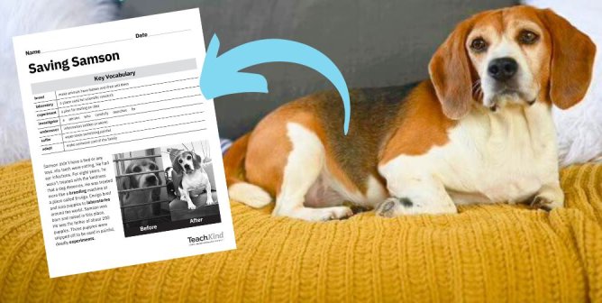 TeachKind Rescue Stories: ‘Saving Samson the Beagle’