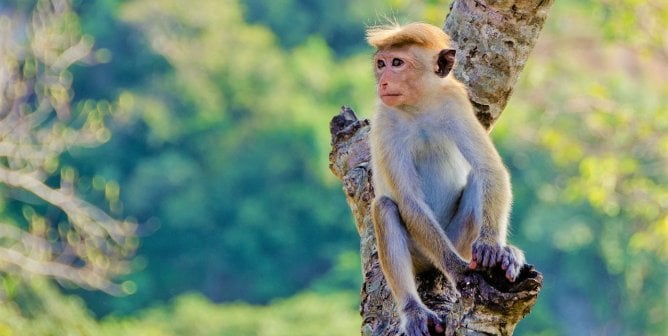 toque macaque male on tree branch