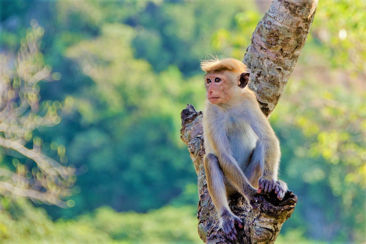 toque macaque male on tree branch