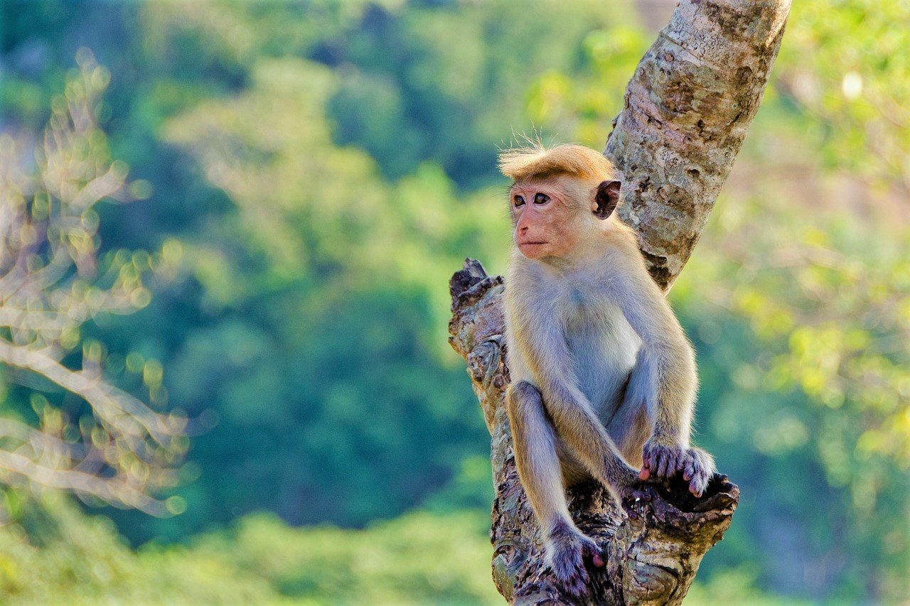 Sri Lanka scraps proposal to export monkeys to China