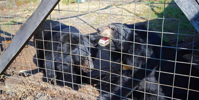 Red Flags (and False Alarms) You May See at Roadside Zoos