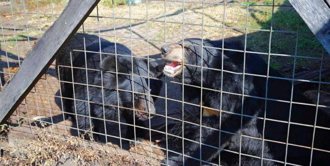 Asiatic black bears Sally and Suzie behind a caged fence at Tri-State Zoological Park roadside zoo