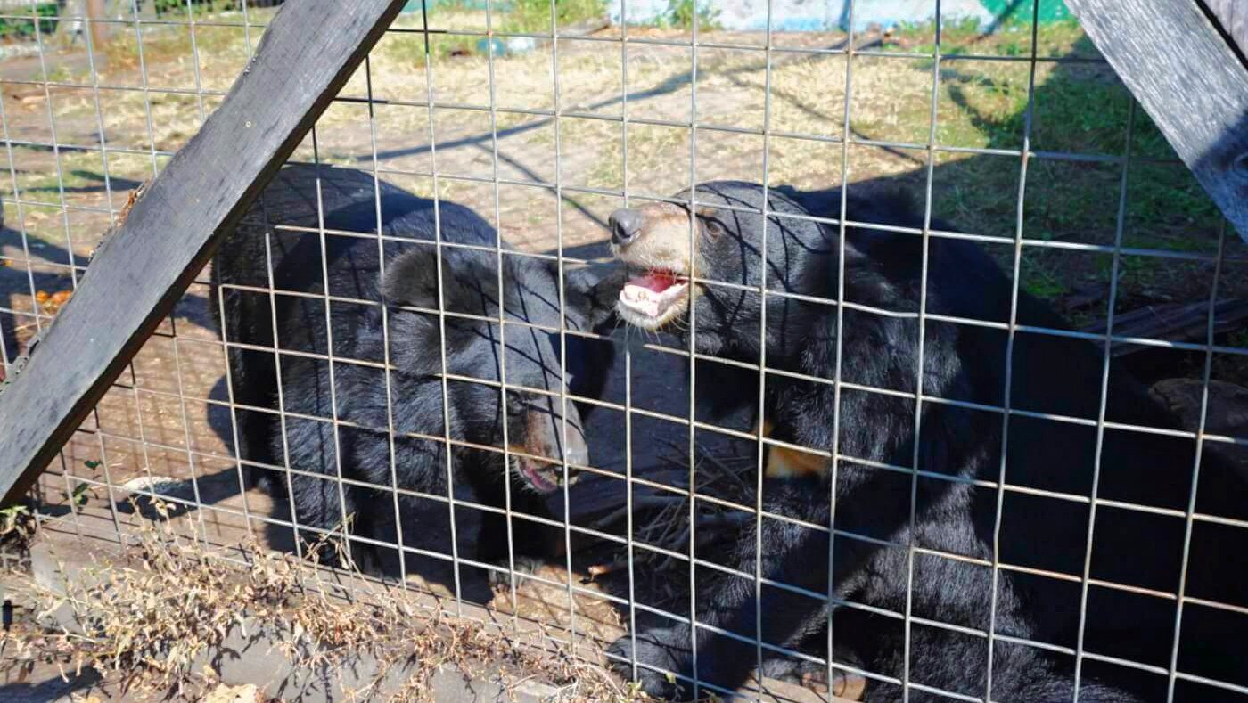 Asiatic black bears Sally and Suzie behind a caged fence at Tri-State Zoological Park roadside zoo