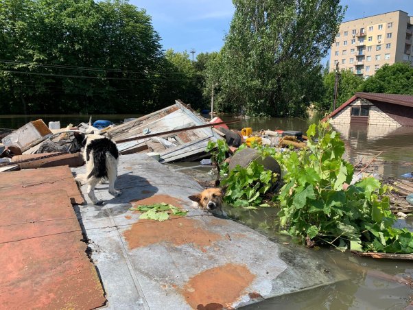 two dogs in flooding waters ukraine