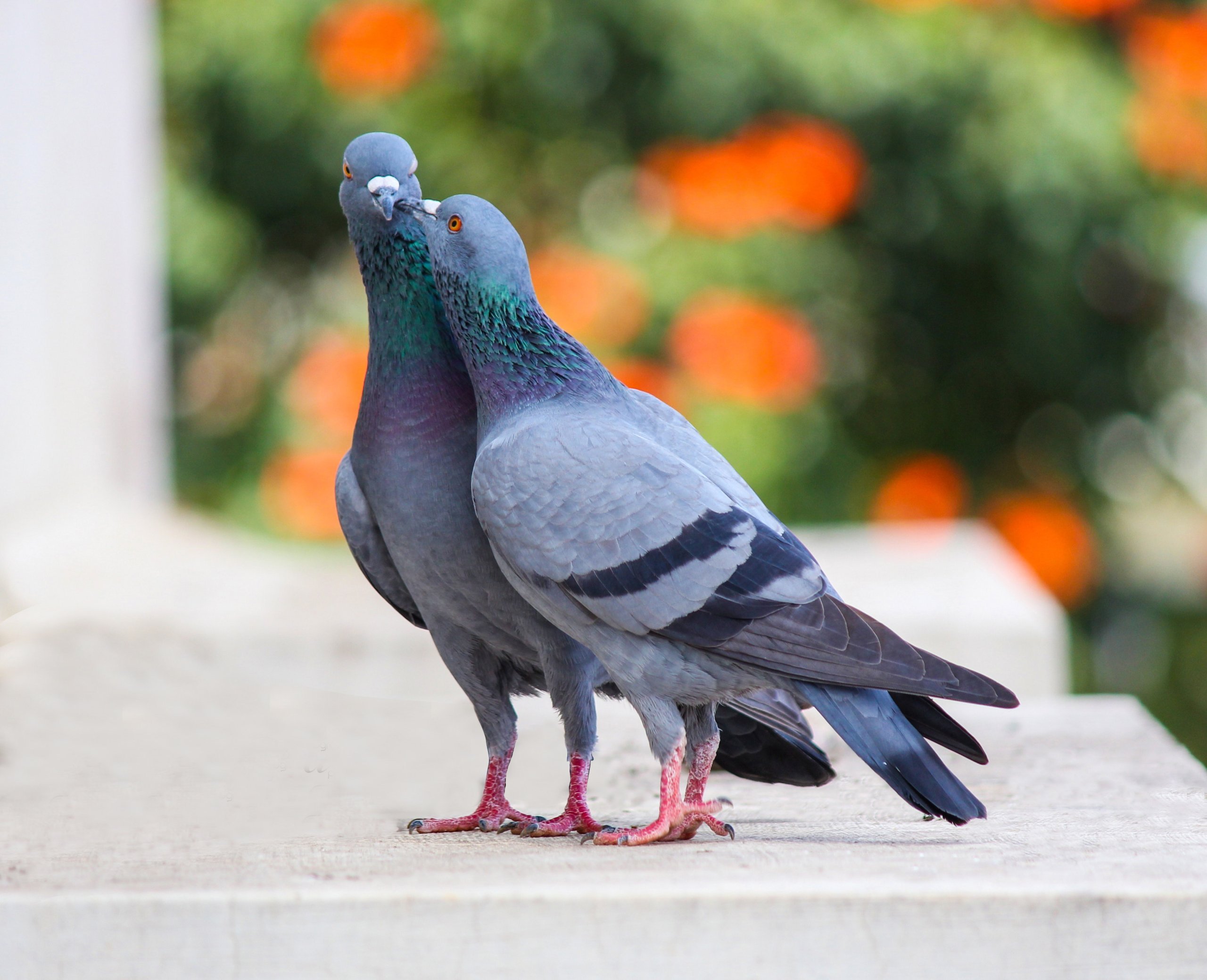 two pigeons orange and green background