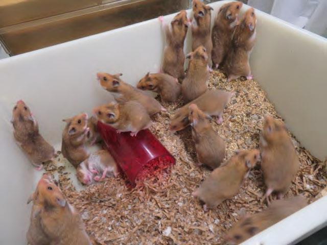 What's the life expectancy of a Syrian Hamster? (According to your own  experiences) : r/hamsters