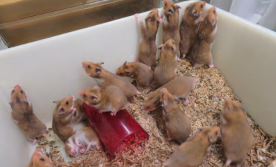Negligence, Incompetence Lead to Dozens of Animal Deaths in FDA Labs