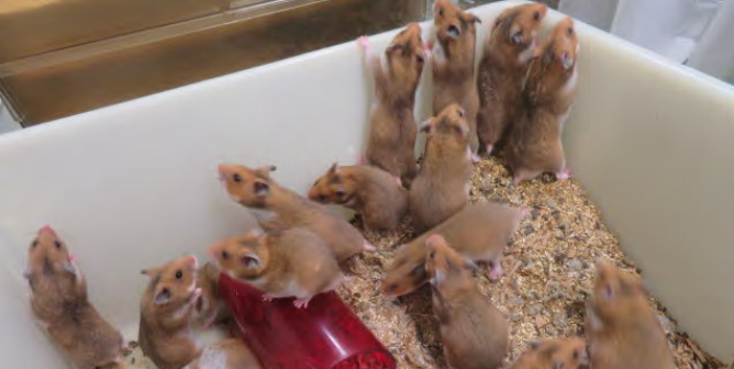 Negligence, Incompetence Lead to Dozens of Animal Deaths in FDA Labs