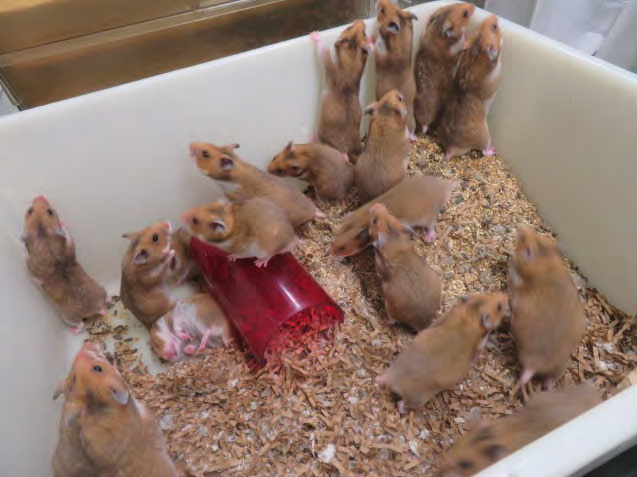 eighteen hamsters in a container