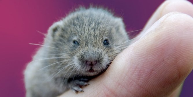 vole on fingers with pink background