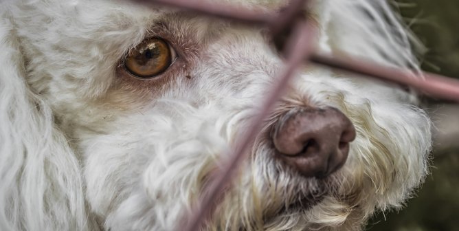 close up of a white dog behind wire