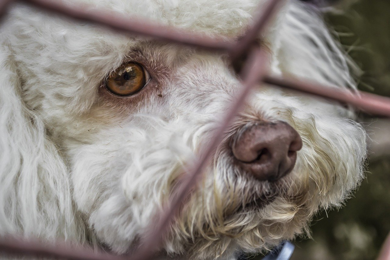 close up of a white dog behind wire