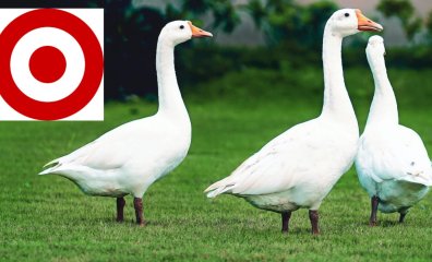 Target Misses the Mark by Selling Down: PETA Aims to Redirect