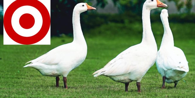 white geese on green grass with Target logo in upper left to show how Target shareholder PETA urged the company to ditch down