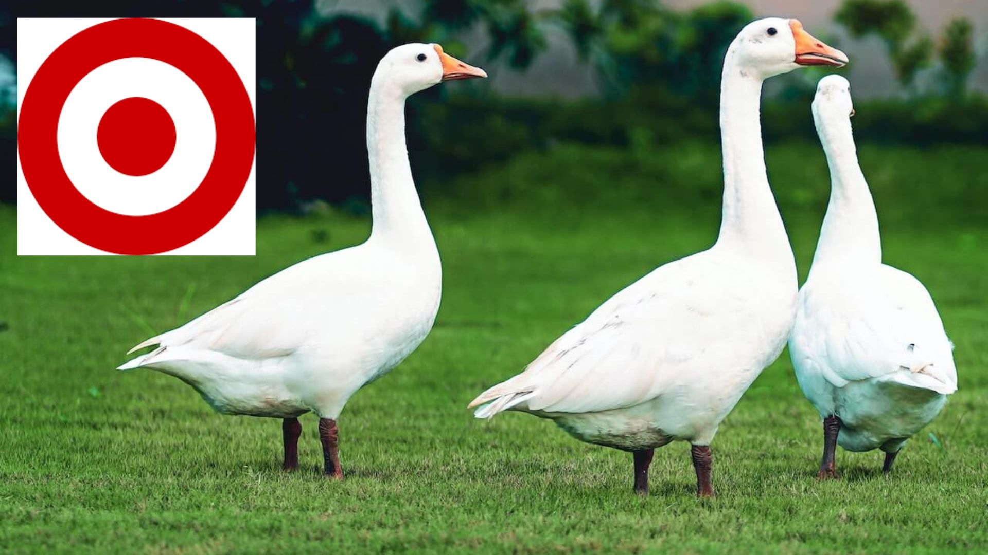 Target Shareholder Meeting Gets Shaken Up Over Down Pet Stock Central