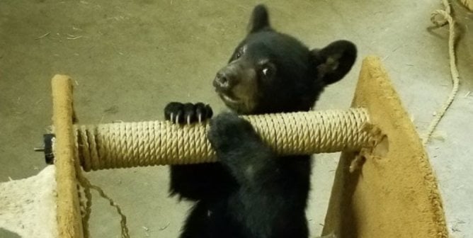 bear cub holding a scratch post