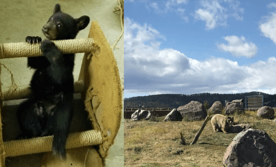 25 Bears Who Suffered Because of Yellowstone Bear World