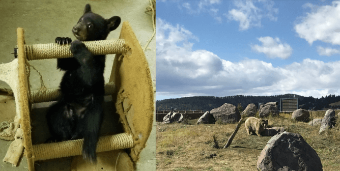 25 Bears Who Suffered Because of Yellowstone Bear World