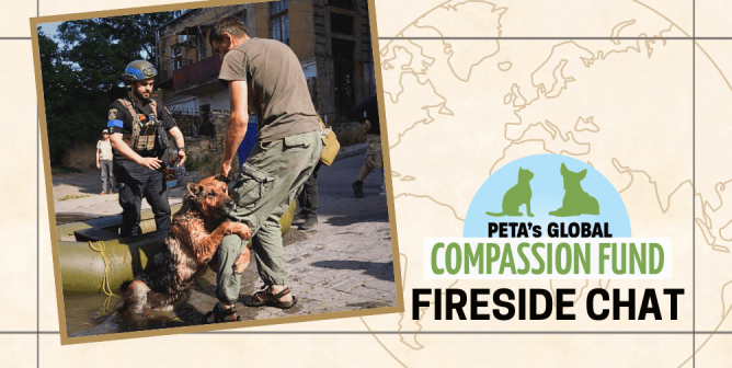 From Facing Floods to Busting Abusers: Stories Animal Rescuers Need You to Hear