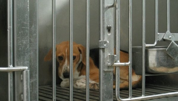 although not at a Johns Hopkins lab, this beagle kept behind bars for experimentation shows how nearly 65,000 dogs are imprisoned in U.S. laboratories each year
