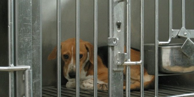 although not at a Johns Hopkins lab, this beagle kept behind bars for experimentation shows how nearly 65,000 dogs are imprisoned in U.S. laboratories each year
