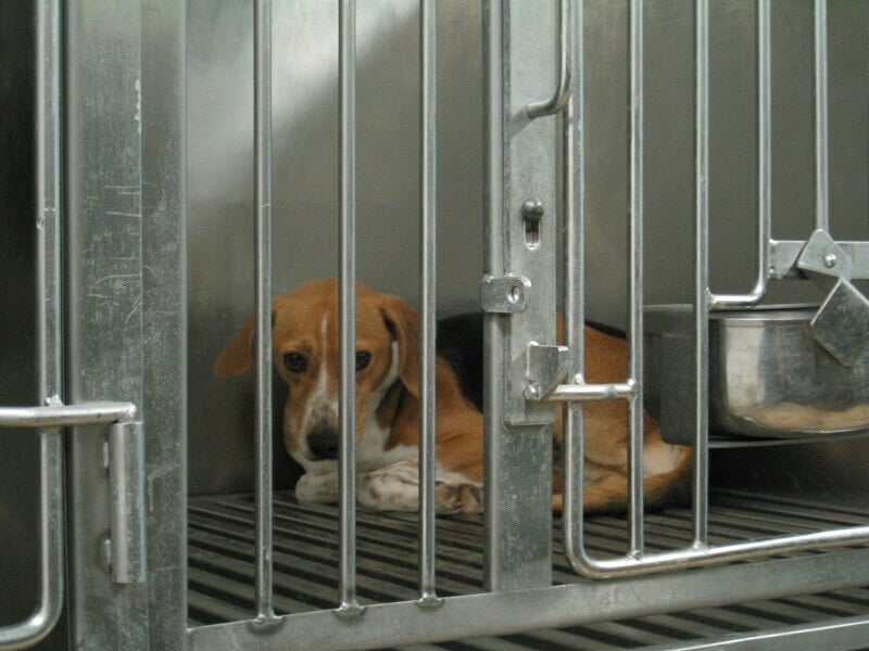 although not at a Johns Hopkins lab, this beagle kept behind bars for experimentation shows how nearly 65,000 dogs are imprisoned in U.S. laboratories each year