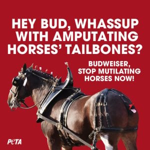BudweiserTailDocking 720x720 JulyUpdate NEW VIDEO: See Insects Torment Mutilated Clydesdales—Bud Brew-House Protest Looms