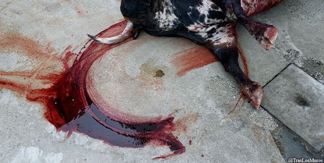 ‘Too Shocking for TV’? PETA Latino’s Bullfighting PSA Is Rejected, yet Bull Torture Remains Televised