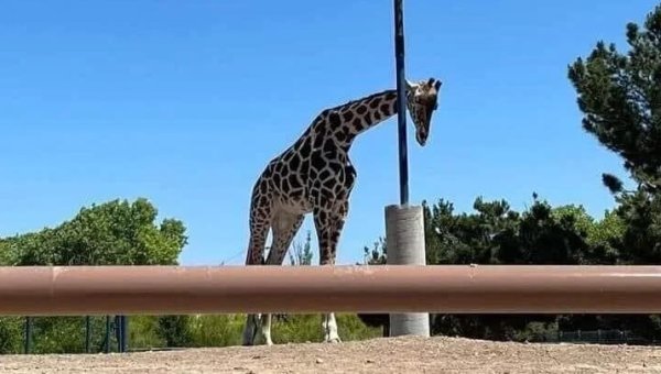 URGENT: Speak Out for a Lonely Giraffe in Mexico!