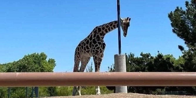 URGENT: Speak Out for a Lonely Giraffe in Mexico!